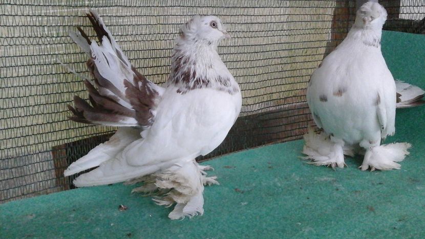 Masculi 2015; 150 leibuc