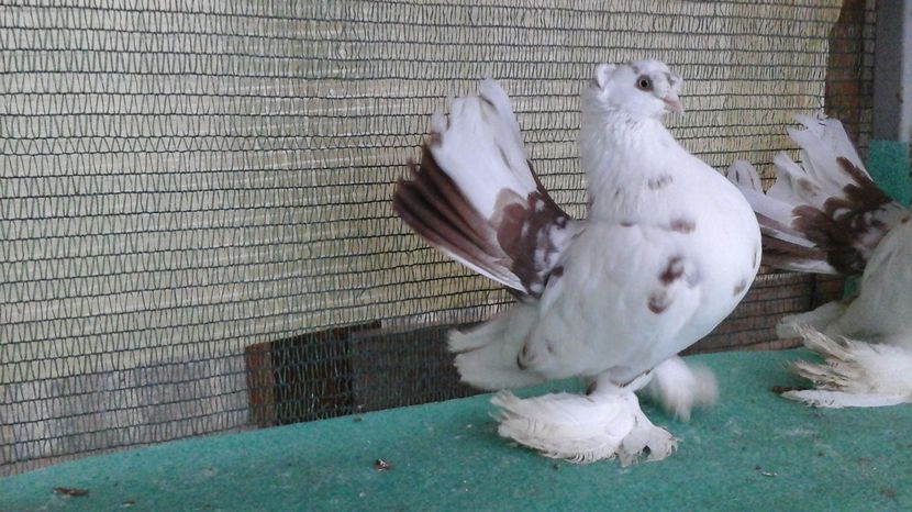 Masculi 2015; 150 leibuc