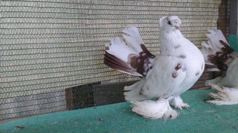 Masculi 2015; 150 leibuc