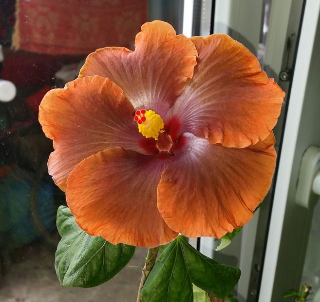 22-12-2016 - Tahitian Sophistication