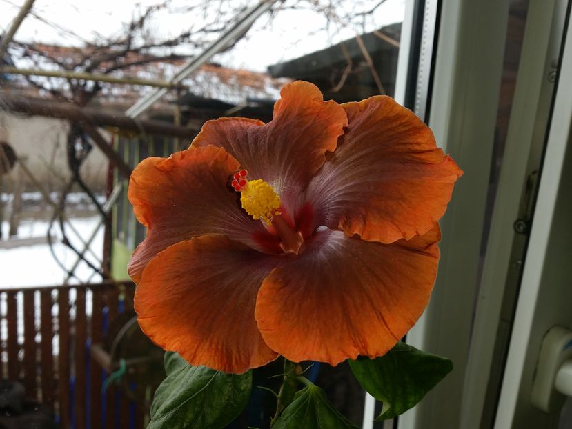  - Tahitian Sophistication
