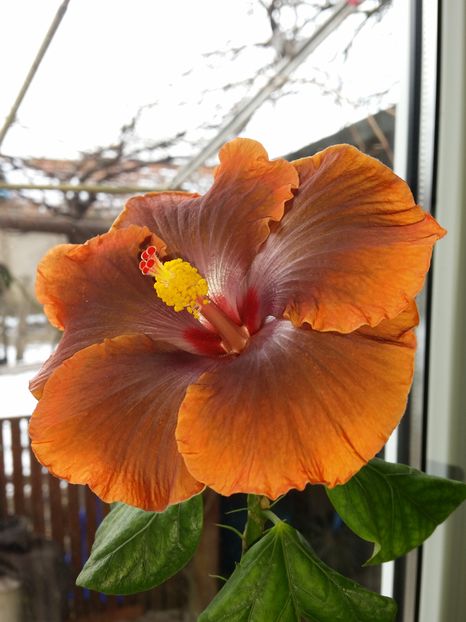  - Tahitian Sophistication
