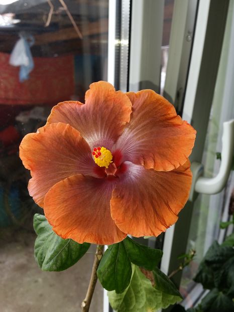  - Tahitian Sophistication