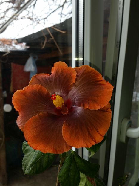  - Tahitian Sophistication