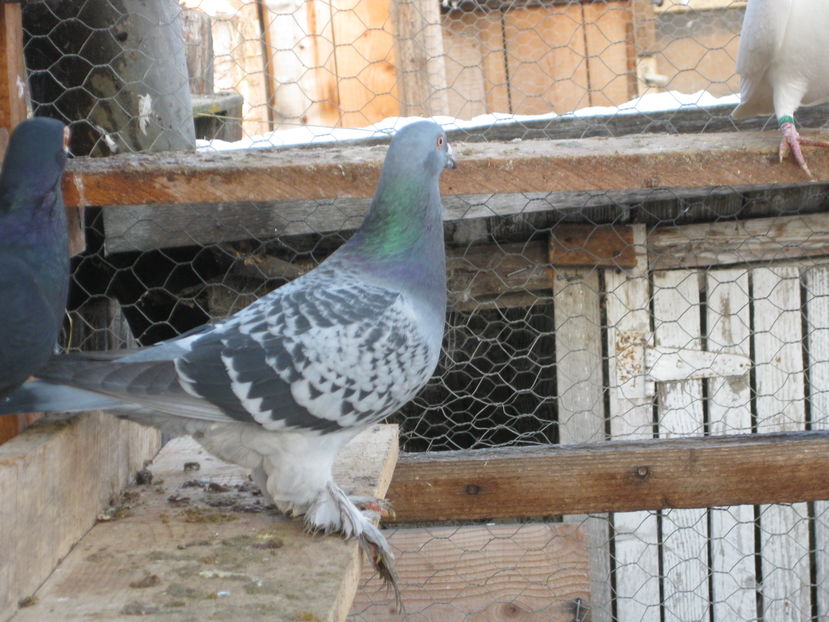  - porumbei voiajori maghiari de frumusete 2016