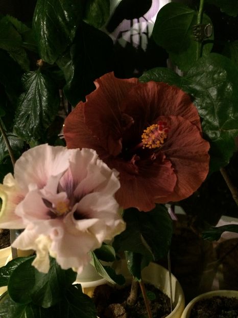 image - flori 2015