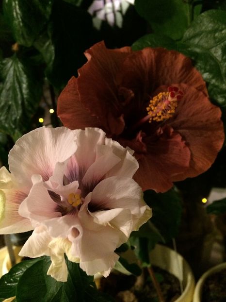image - flori 2015