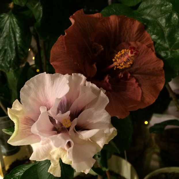 image - flori 2015