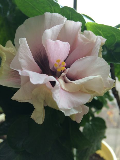 image - flori 2015