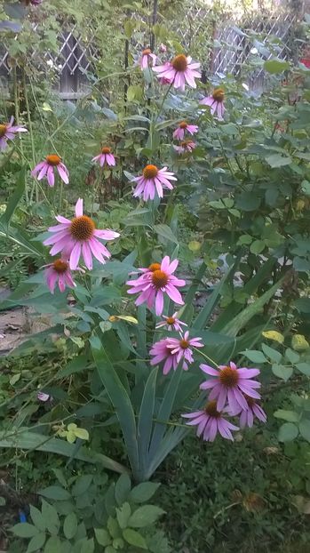 Echinaceea - Phlox si alte perene