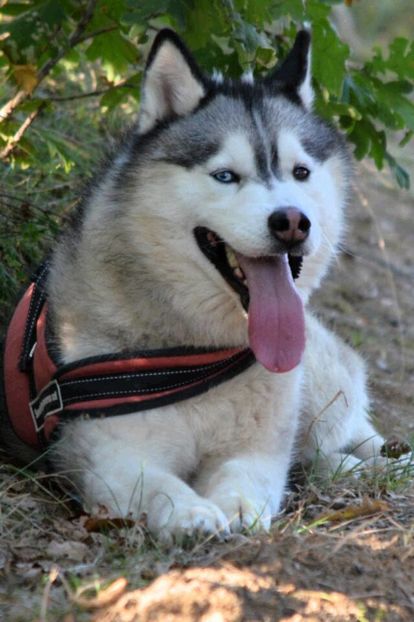 14440712_1114998818547747_5767856736135005336_n - Husky-2011-2018 -2023