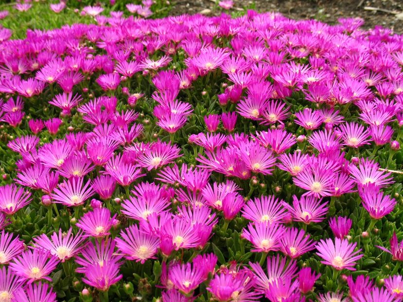 Floare-de-cristal-sau-delosperma-cooperii - Floare de cristal-Delosperma cooperii