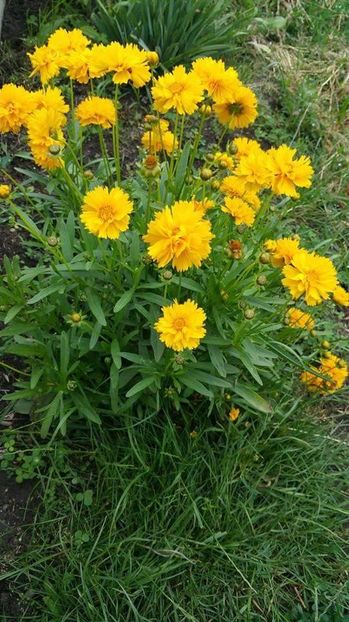 COREOPSIS/ COREOPSIS GRANDIFLORA ‘EARLY SUNRISE'; Creste sub forma de tufa. Infloreste toata vara. Sunt usor de intretinut. Cresc pin ala 30-50 cm.
