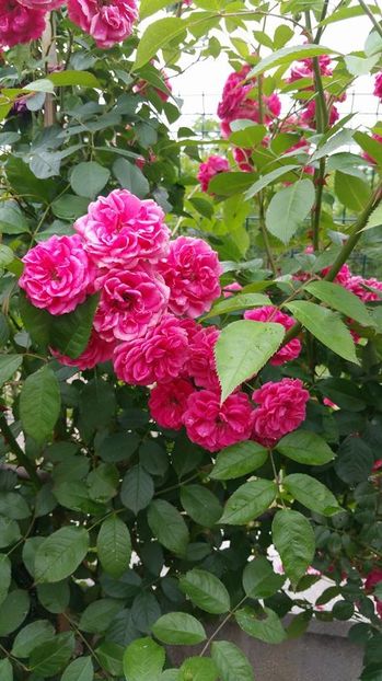 Trandafir-roz-catarator; Are florile mici cu multe petale. Creste pina la 2-2,5 m inaltime. Infloreste pina da zapada deoarece este un soi remontant.  Foarte rezistent la ger. Perioada sadire - Februarie- Aprilie si Octombrie
