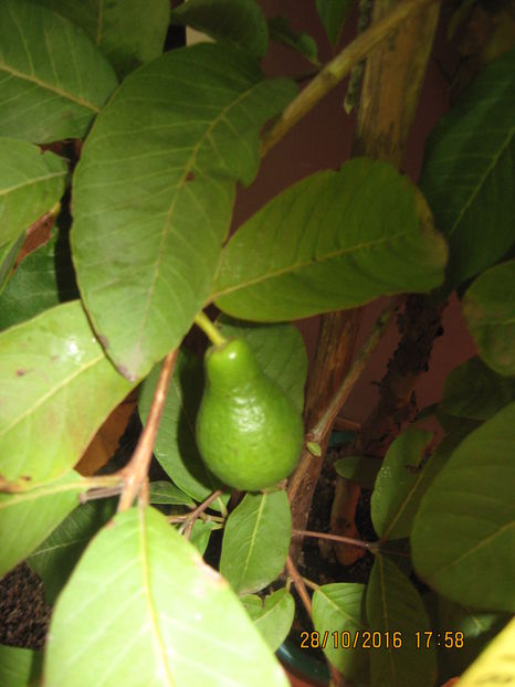 Picture 7532 - Guava - PSIDIUM GUAJAVA