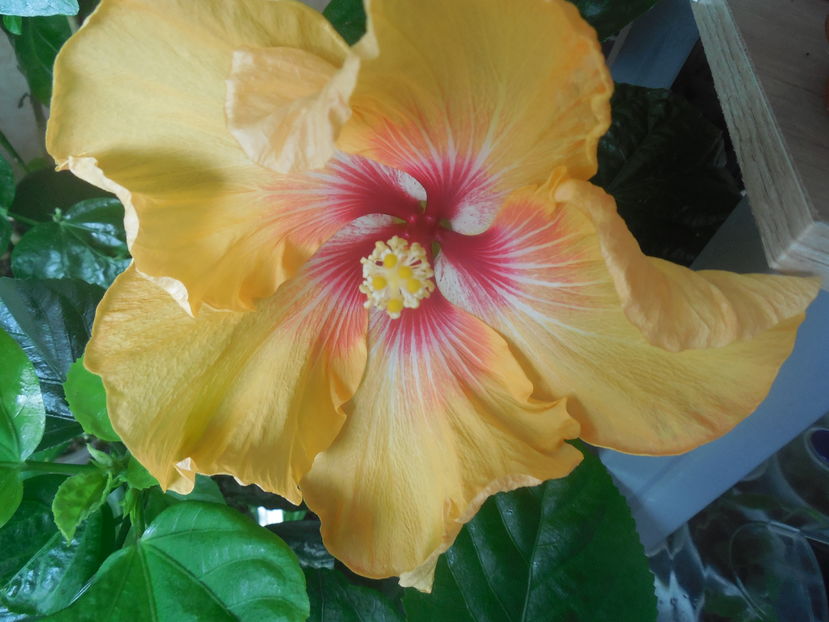  - Tahitian Arcturus Queen