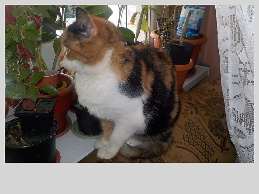  - Animalutele mele