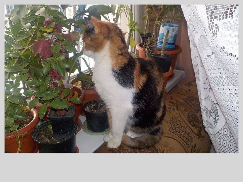  - Animalutele mele