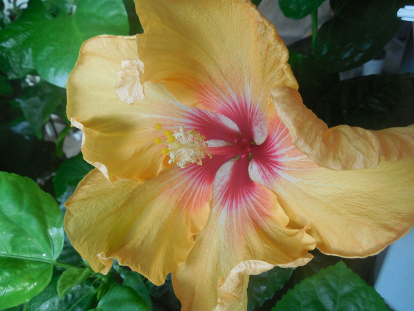  - Tahitian Arcturus Queen
