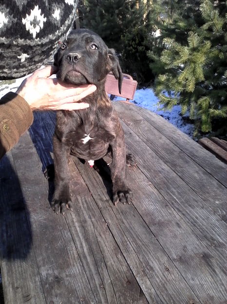  - Catei Cane Corso Vrancea