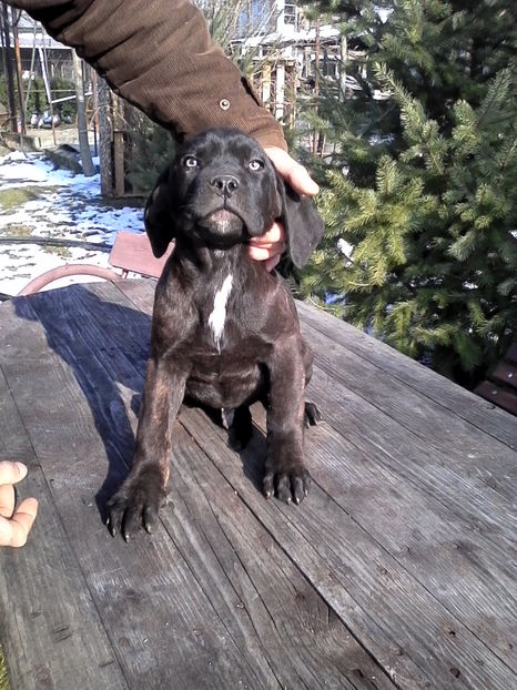  - Catei Cane Corso Vrancea