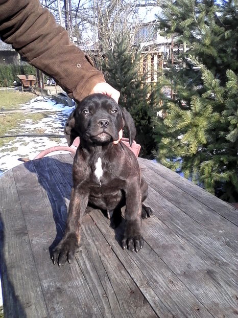  - Catei Cane Corso Vrancea