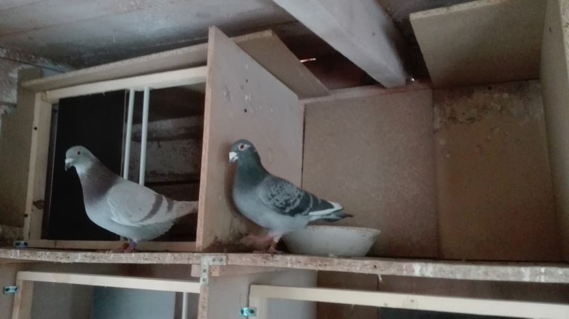 POZE TELEFON HUAWEI 010