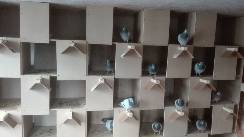 POZE TELEFON HUAWEI 018