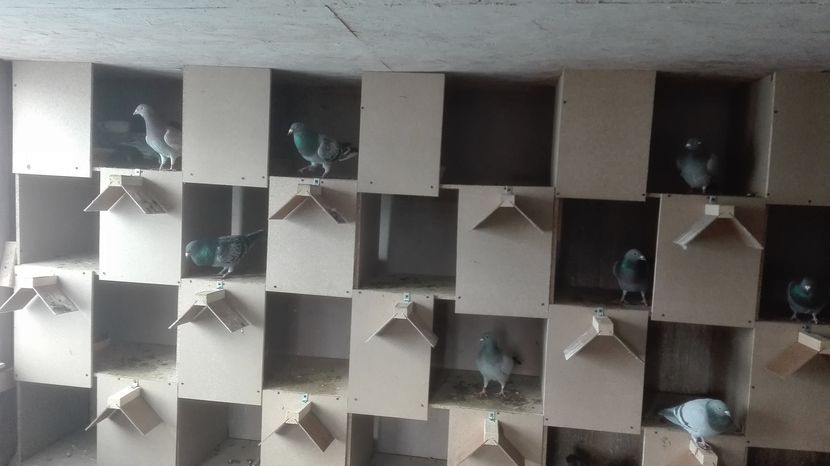 POZE TELEFON HUAWEI 022 - Porumbei 2016