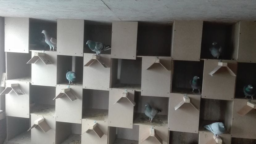 POZE TELEFON HUAWEI 023