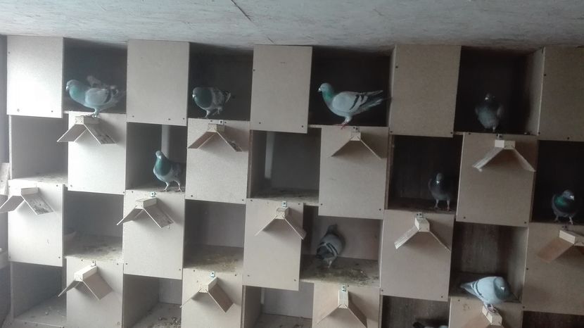 POZE TELEFON HUAWEI 024 - Porumbei 2016