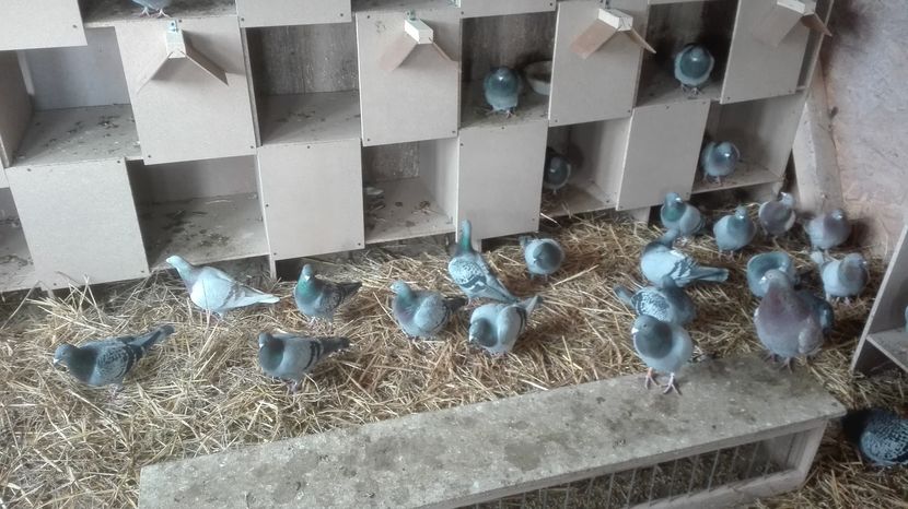 POZE TELEFON HUAWEI 025