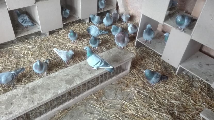 POZE TELEFON HUAWEI 028