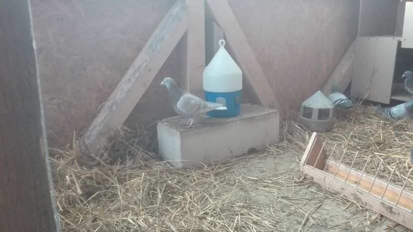 POZE TELEFON HUAWEI 029