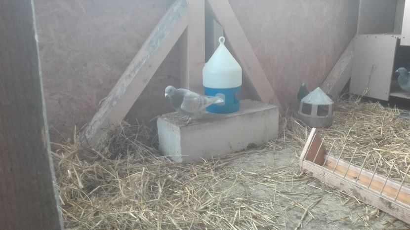 POZE TELEFON HUAWEI 030