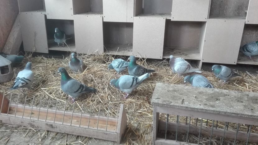 POZE TELEFON HUAWEI 033