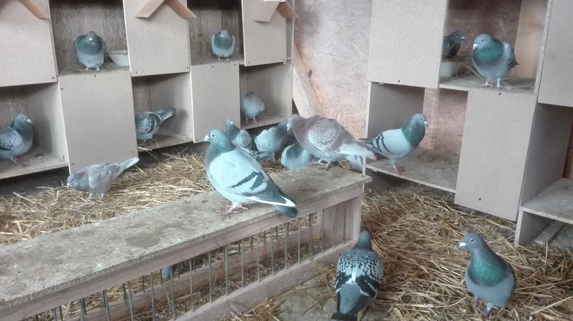 POZE TELEFON HUAWEI 034