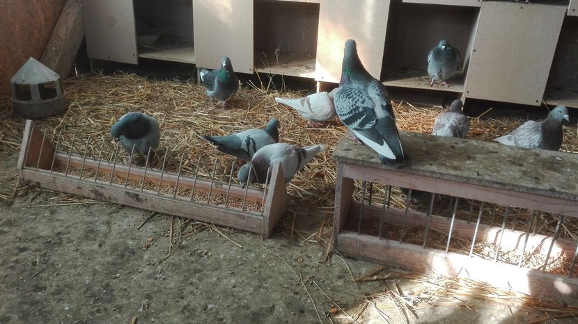 POZE TELEFON HUAWEI 037