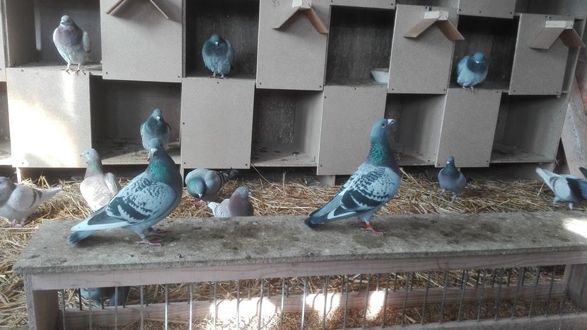 POZE TELEFON HUAWEI 040