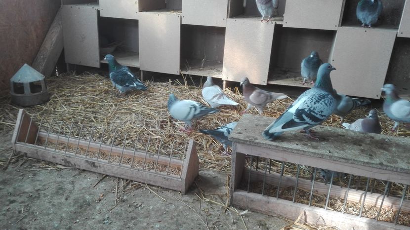 POZE TELEFON HUAWEI 041