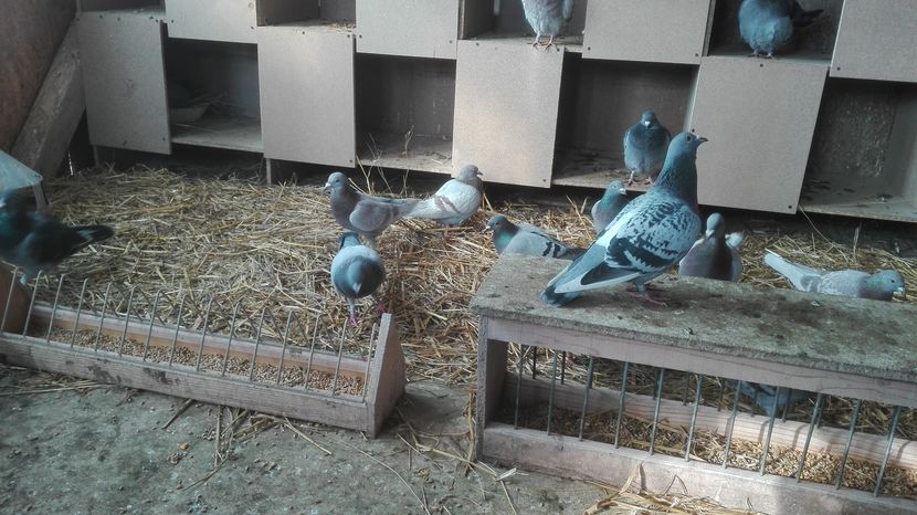 POZE TELEFON HUAWEI 042