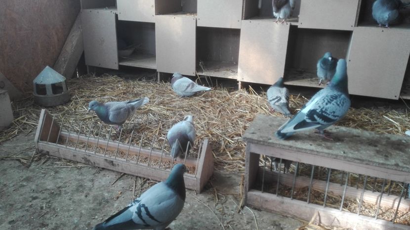 POZE TELEFON HUAWEI 043