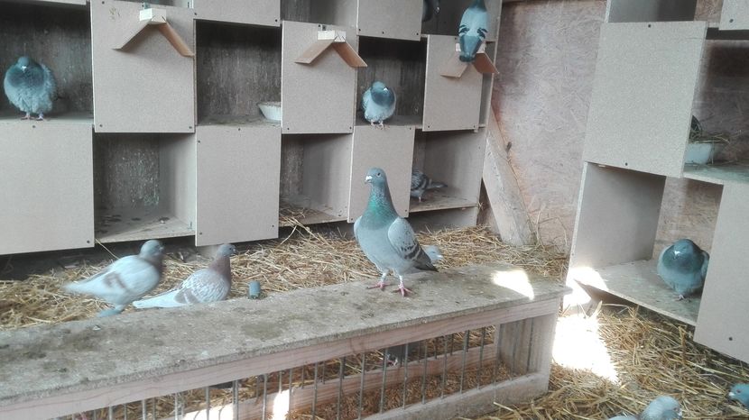 POZE TELEFON HUAWEI 044