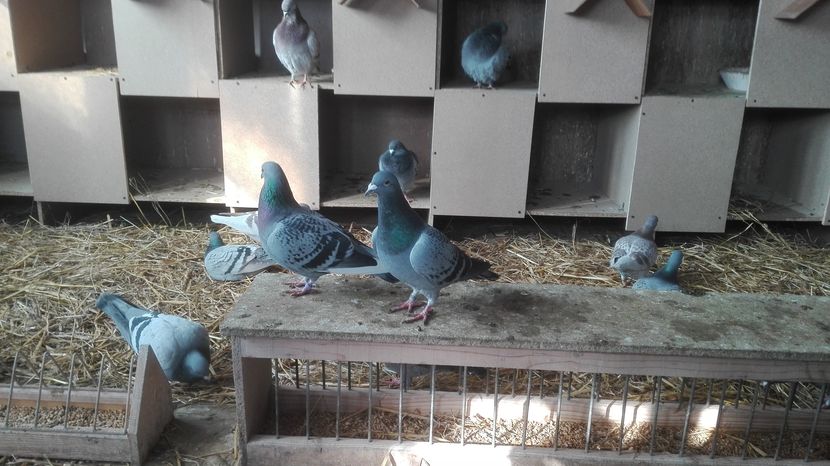 POZE TELEFON HUAWEI 046