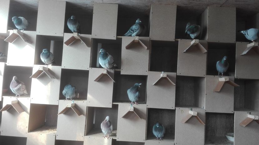 POZE TELEFON HUAWEI 048