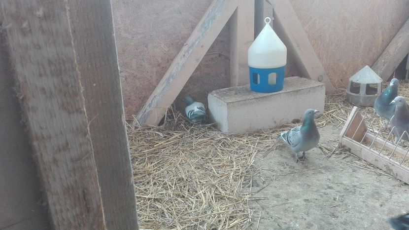 POZE TELEFON HUAWEI 050