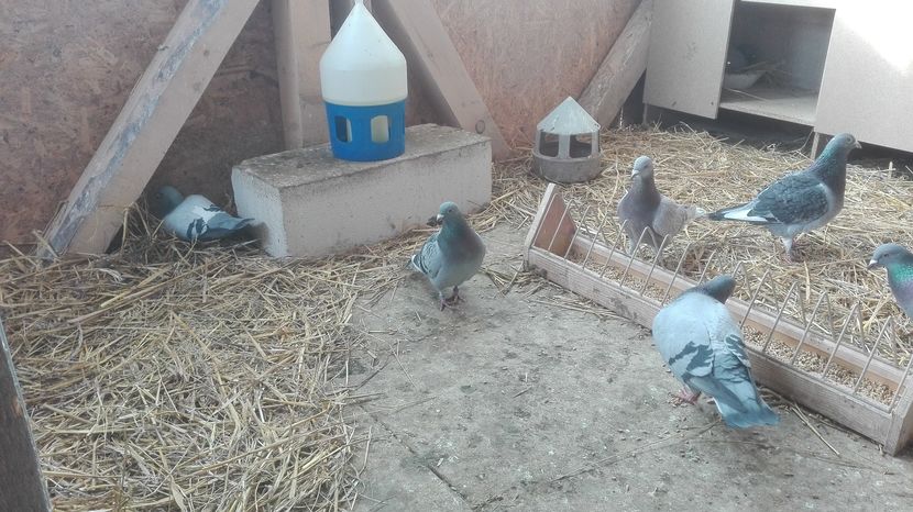 POZE TELEFON HUAWEI 051