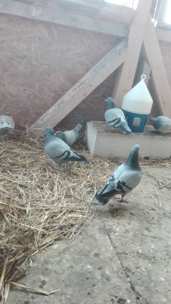 POZE TELEFON HUAWEI 052