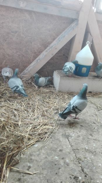 POZE TELEFON HUAWEI 053