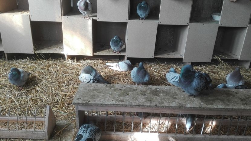 POZE TELEFON HUAWEI 054